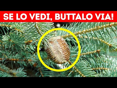 Se Noti Questa Cosa Sul Tuo Albero Di Natale, Buttala Al Più Presto!