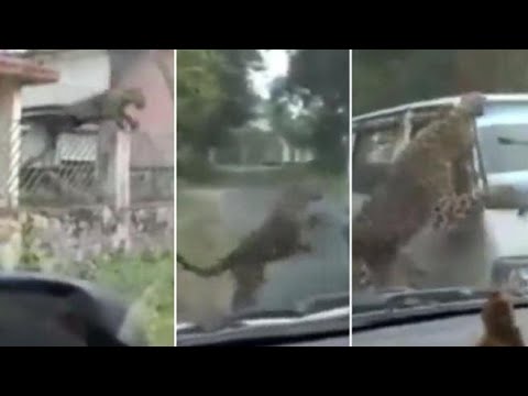 India, un leopardo  ferisce 15 persone: il momento in cui attacca un furgone