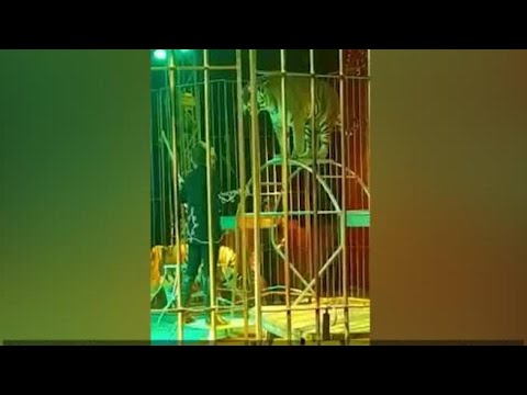 Il domatore Ivan Orfei aggredito da una tigre a Lecce: il video