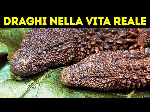 Cosa Succederebbe Se Trovassi Un Drago?