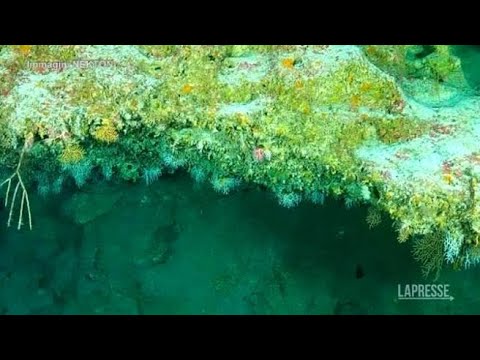 La magia delle barriere coralline in fondo agli oceani