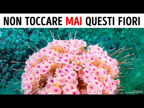 Se Vedi Questi Fiori in Mare, Esci Subito dall’Acqua