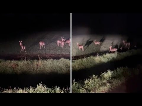 Daini nella Bassa bresciana