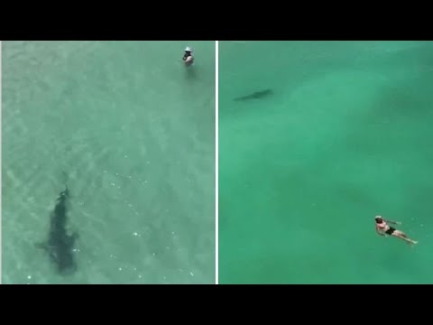 Grande squalo tigre nuota a riva vicino ai bagnanti: il video dal drone
