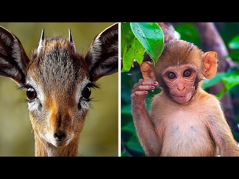 Test Difficilissimo sugli Animali che Solo l’1% delle Persone Riesce a Superare