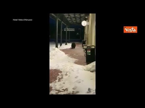 Morto l’orso Juan Carrito, investito da un’auto: la mascotte del Parco Nazionale d’Abruzzo in…
