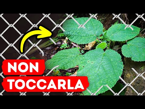 La Puntura che Non Dimenticherai || La Pianta più Pericolosa al Mondo