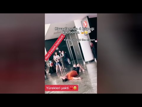 La compagnia aerea perde i suoi quattro cani: la disperazione del turista