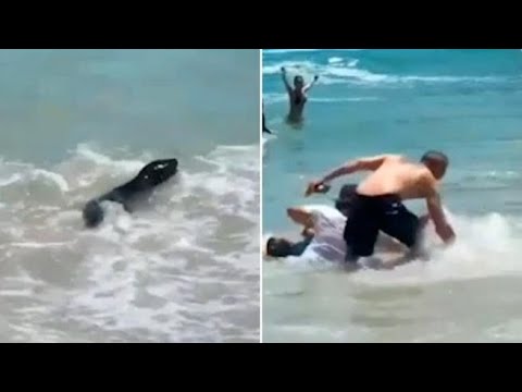 Cucciolo di foca morde due bagnanti. Le autorità: «Non innervosite gli animali»