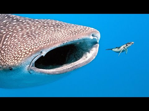 Questo Animale Era Persino Più Grande Del Megalodonte