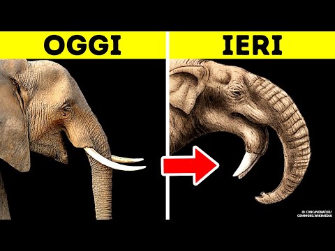 7 Animali Preistorici E Moderni A Confronto, Simili Eppure Diversi