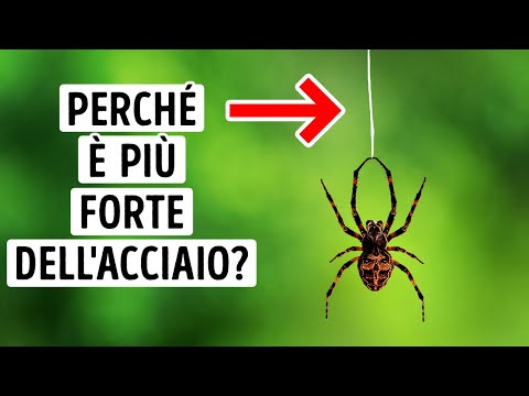 Le Tele di Ragno Sono Così Resistenti che Potrebbero Fermare un Aereo