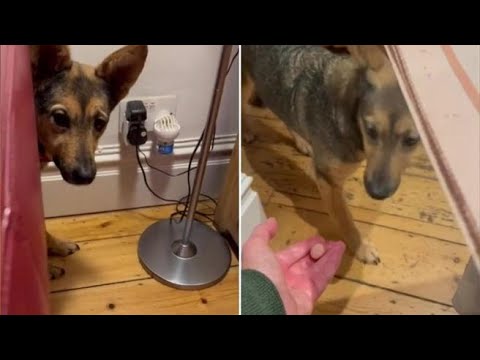 Sophie from Romania, le avventure del cane lupo adottato dalla Romania che si nasconde dietro il…