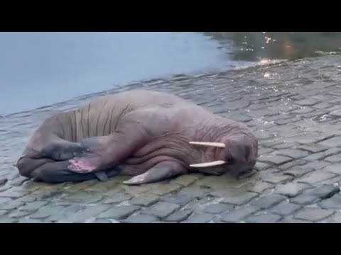 Il tricheco Thor nel porto di Scarborough: annullati i botti