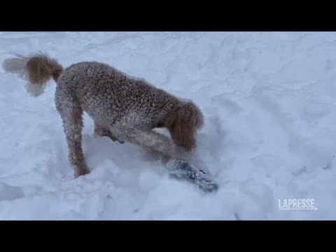 Tempesta Usa, Denver avvolta dalla neve