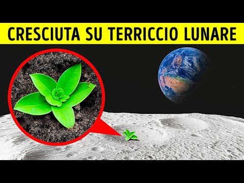Gli Scienziati Hanno Fatto Crescere con Successo delle Piante su Terriccio Lunare