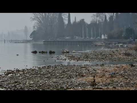 Incubo aviaria sul Garda, continuano a morire i gabbiani