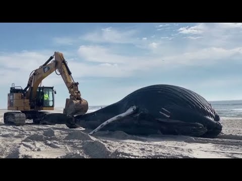Enorme carcassa di una balena trovata sulla spiaggia di Lido Beach a New York