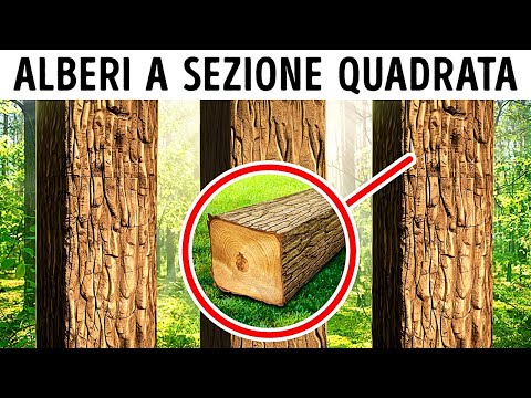 Misteri che Ci Lasciano Ancora a Bocca Aperta