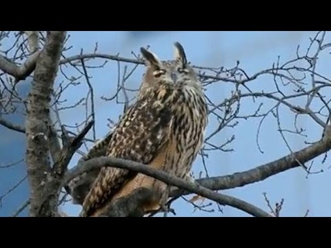 È caccia al gufo Flaco, fuggito dallo zoo di Central Park