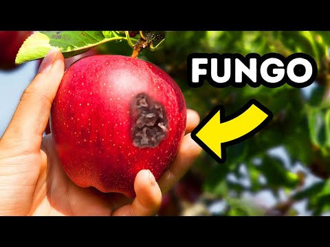 Oltre 90 fatti unici che si possono scovare solo con un’approfondita ricerca su Google