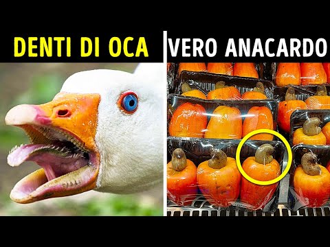 Gemme Nascoste: 10 Oggetti Normali Visti Sotto una Nuova Luce