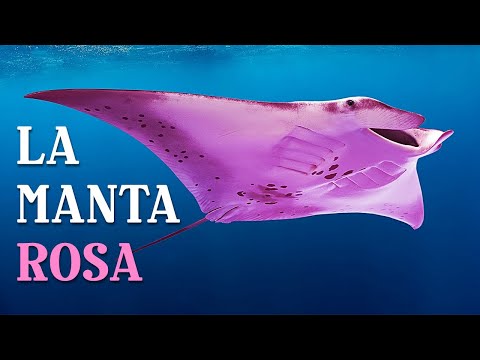 Gli Scienziati Hanno Scoperto Perché questa Manta è Rosa + Altre Curiosità su 7 Animali Australiani