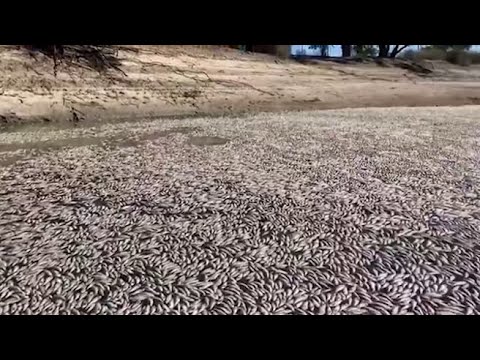 Milioni di pesci morti in un fiume in Australia: colpa di un’ondata di calore