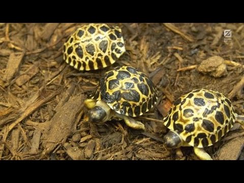 Tre piccoli di una rara tartaruga nati da un padre di 90 anni