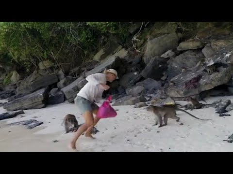 Aggrediti dalle scimmie su una spiaggia in Thailandia: così il padre ha difeso il figlio piccolo
