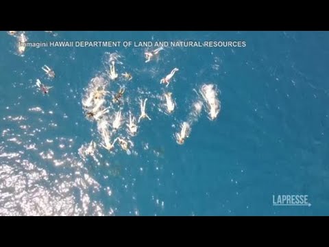 Hawaii, 33 persone si avvicinano nuotando ai delfini e violano la legge