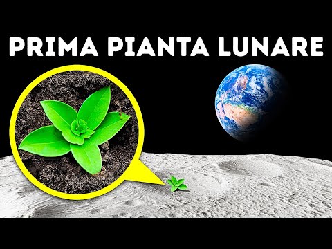 Coltivazione di Piante nel Suolo Lunare + Altri Fatti Spettacolari di cui Non eri a Conoscenza