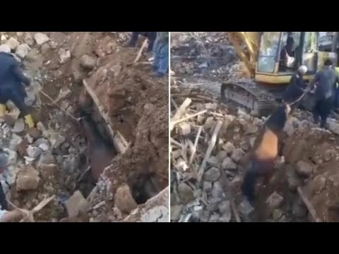 Turchia, cavallo trovato vivo sotto le macerie del terremoto dopo 21 giorni