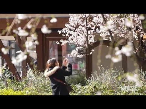 A Tokyo si festeggia la fioritura dei ciliegi: uno spettacolo per giapponesi e turisti
