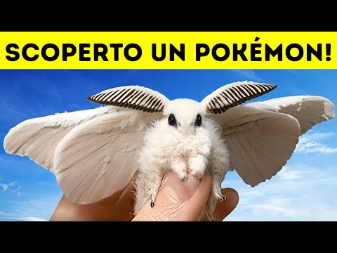 La Falena Barboncino Venezuelana: quasi un vero Pokémon, dal Pelo Speciale!