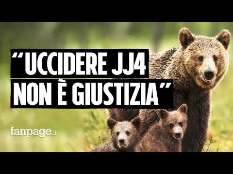 Il padre di Andrea Papi ucciso dall’orsa: “Uccidere JJ4 non è giustizia, ma vendetta che non serve”