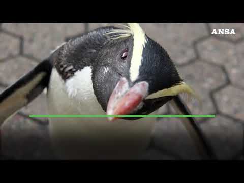 La Giornata mondiale del pinguino