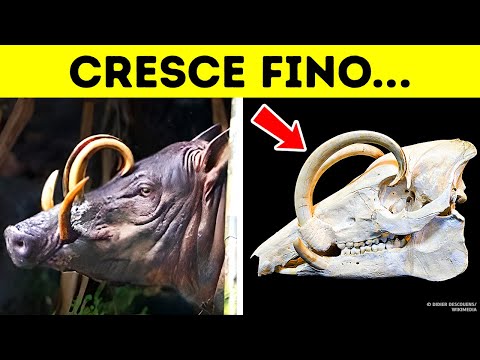 Le Parti del Corpo più Pericolose del Regno Animale
