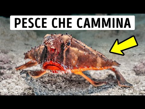 8 Creature delle Profondità: da Quelle più Inquietanti a Quelle più Surreali