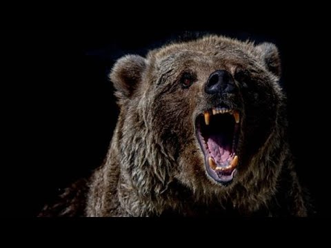 Aggredito da un orso in Abruzzo, l’audio inviato alla moglie mentre fuggiva: «M’ammazza! Ti amo»
