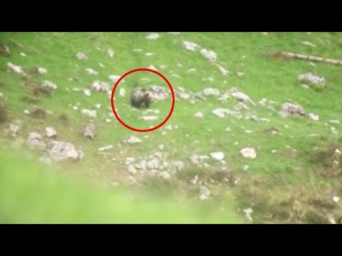 Trentino, nel bosco con gli animalisti che difendono gli orsi: «Ucciderli non è la soluzione»