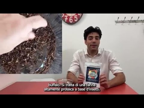 Farina di grillo (e di vermi), abbiamo provato alcune ricette