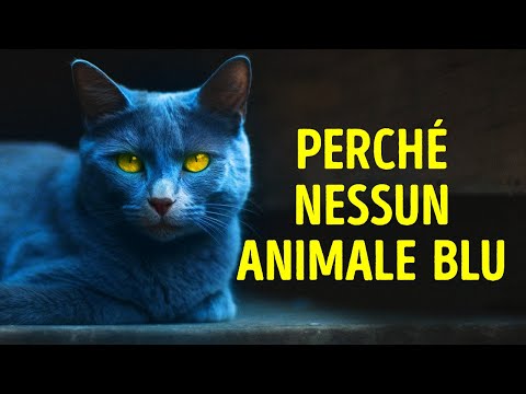Perché Gli Animali Dai Colori Blu Sono Davvero Rari