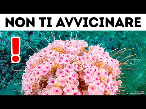 Se Vedi Questa Creatura nell’Oceano, Allora Scappa Via