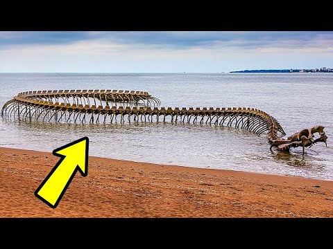 Le più Grandi Creature mai Esistite: Dimensioni Record!