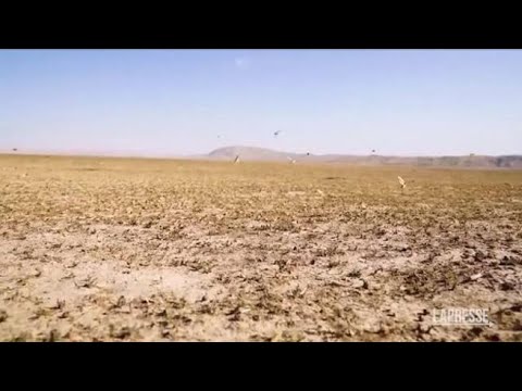 Afghanistan, epidemia di locuste nel nord del Paese