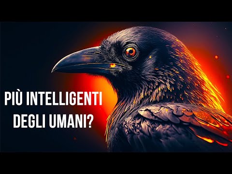 I Corvi Sono Spaventosamente Intelligenti