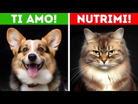 Cosa Sentiresti se Potessi Capire gli Animali