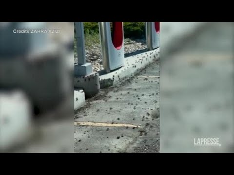 Usa, invasione di grilli in Nevada: gli insetti ricoprono le strade