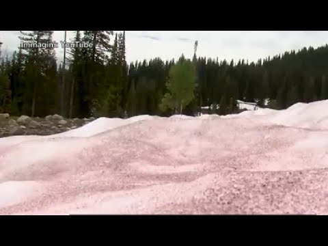 Lo strabiliante fenomeno della neve «rosa anguria» nello Utah